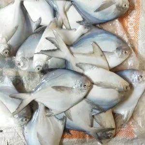 ৫ কেজি রূপচাঁদা