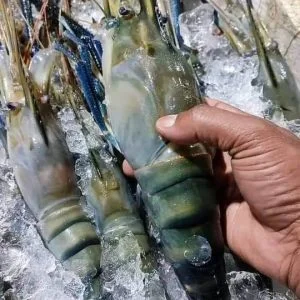 ৫ কেজি নদীর ডিমওয়ালা গলদা চিংড়ি