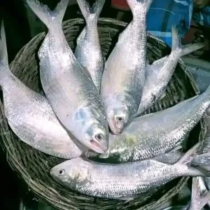 ১০ পিস মাছে ৫ কেজি